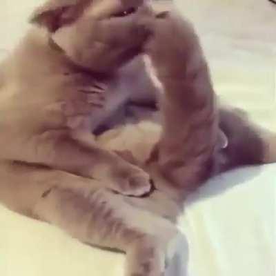 Gato pixula 🤪emojiloko