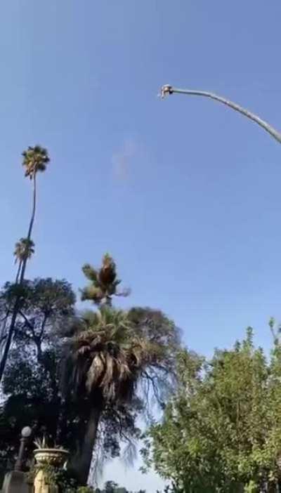 Cutting down an enormous palm tree