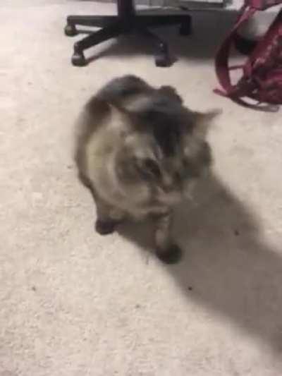 This is a video my friend sent me that she made