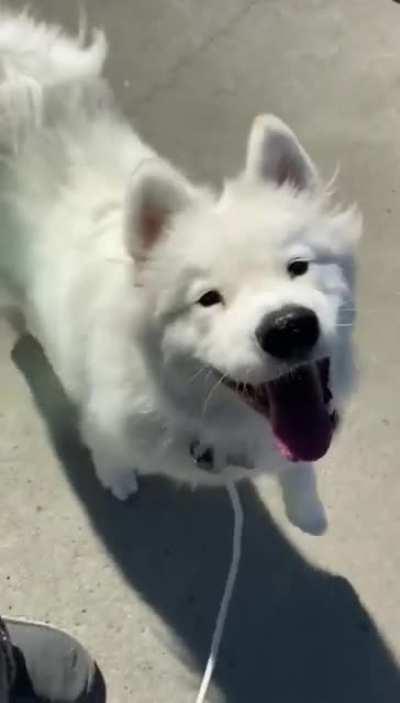 When your dog loves you and walks