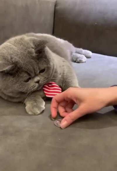 Cat learning a new trick