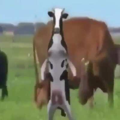 Cow