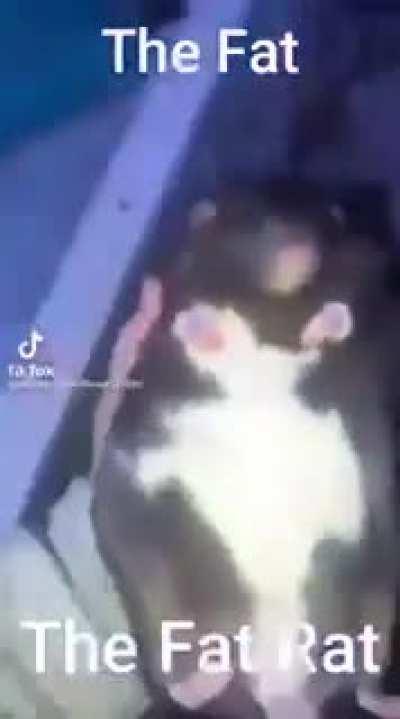 The fat rat