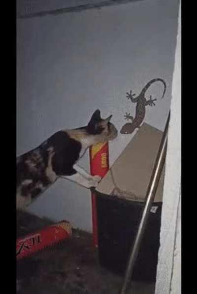 Checking out the 🦎