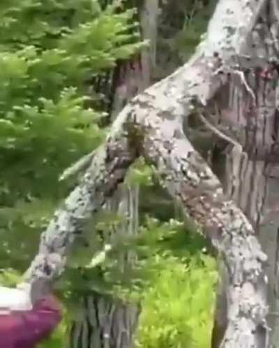 BeelcitosMemes - Video #5130