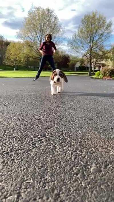 Beagle puppy in slo mo. This is Hank