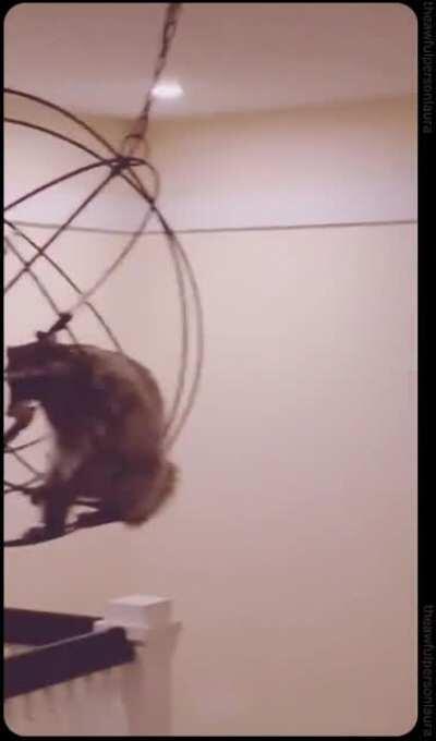 Naughty trashpanda! Your name is not Sia and we DON'T swing from chandeliers! 😄