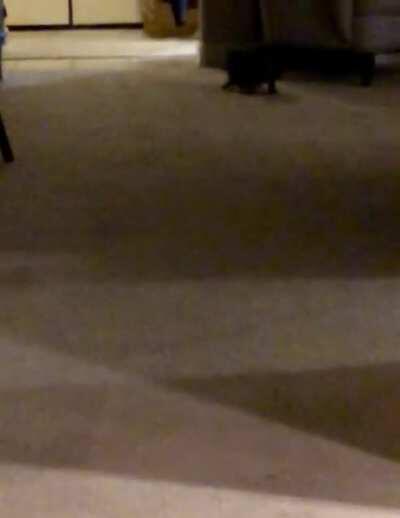 My aunt and uncle got an adorable kitten that plays fetch!