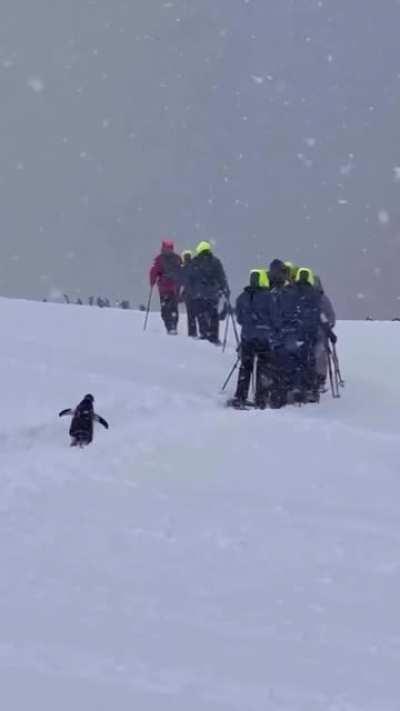 Penguin decided to join an expedition in Antarctica...