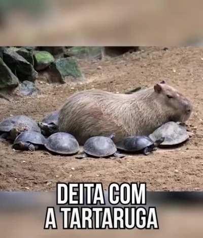 A capivara é o bicho mais legal