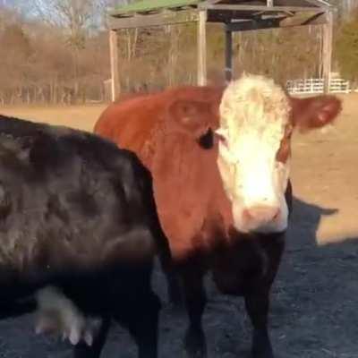 Cow infects another cow with its happiness