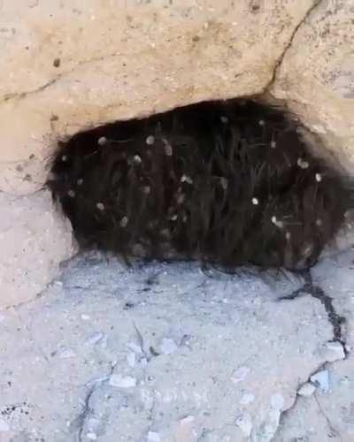 Cluster of Daddy Longlegs