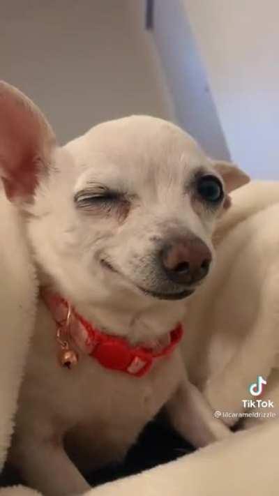 man I love chihuahuas