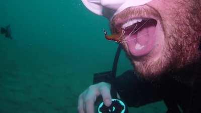 Need a teeth cleaning on the go? Stop by and see the White-Banded Cleaner Shrimp!