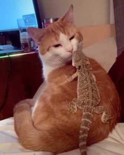 This cat made friends with a lizard