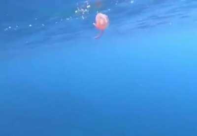 Jellyfish caught in a bubble ring