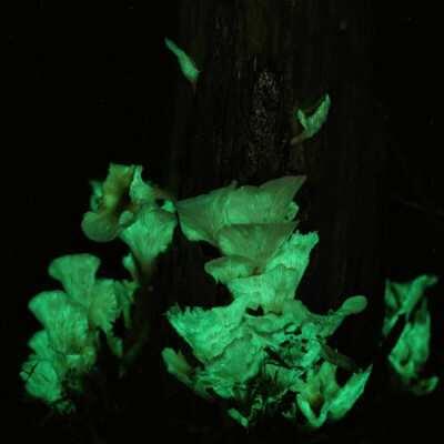 Ghost Mushrooms in Sydney last night!
