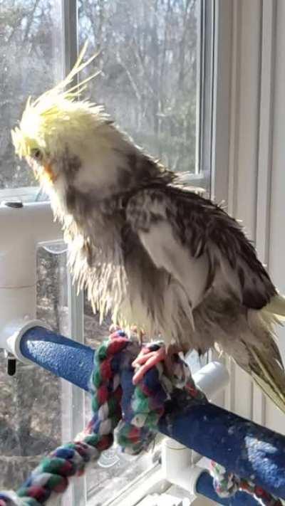 Shaking it off in slo mo