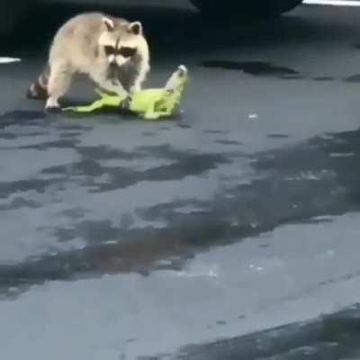 Raccoon catches an invasive Iguana in Florida while its decoy tail twitches nearby