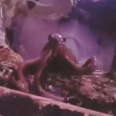 An octopus is one of the most intelligent creatures on the planet. Here's one copying a wave 'hello'.