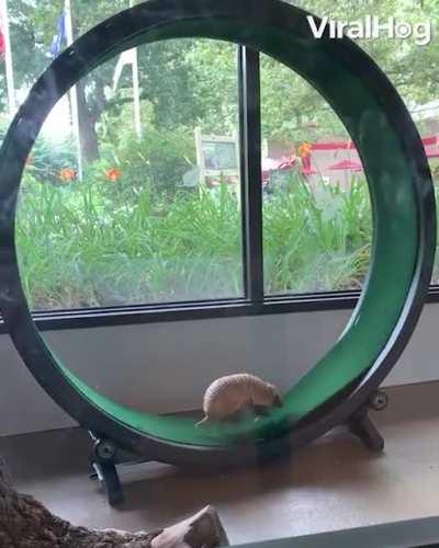 Dillon the armadillo enjoying his wheel