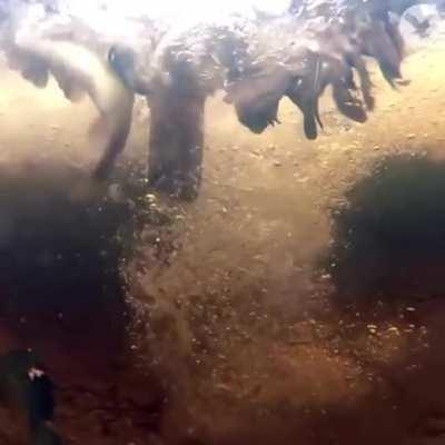 🔥 a underwater view of a osprey catching a fish 🔥