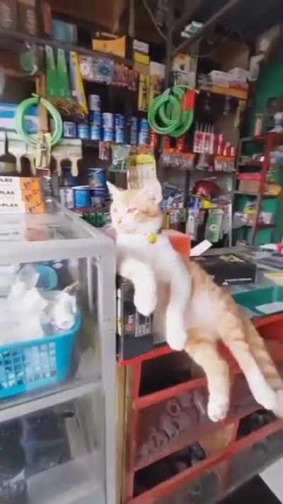 the owner of the bench supervises the customers