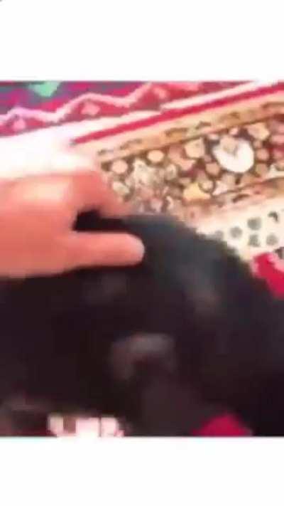 Monkey takes dab rip.