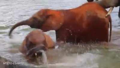 Playing in the water at the Ithumba Safari Camp. Part of the David Sheldrick Elephant Trust.