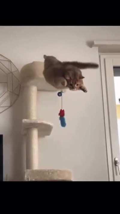 Daredevil stunt goes horribly wrong and stuntperson falls to their death!