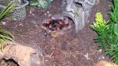 Confused B. Smithi on the hunt for the superworm