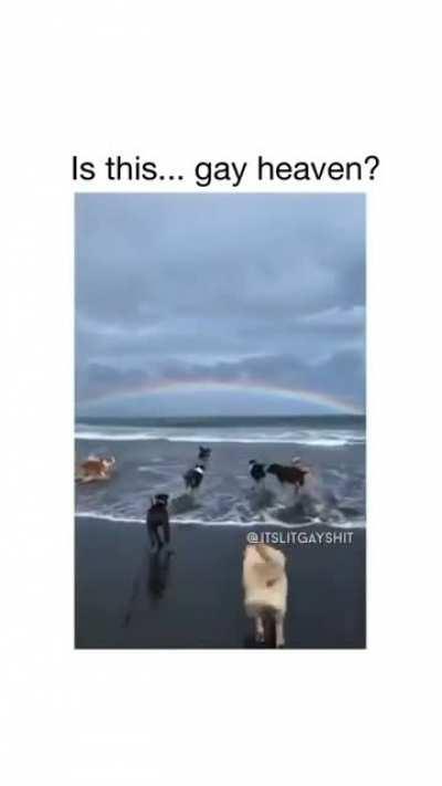 gay🐕irl