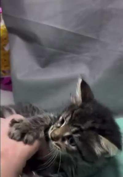 Small and angry crab