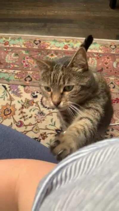 Such a polite tap tap tap for pets