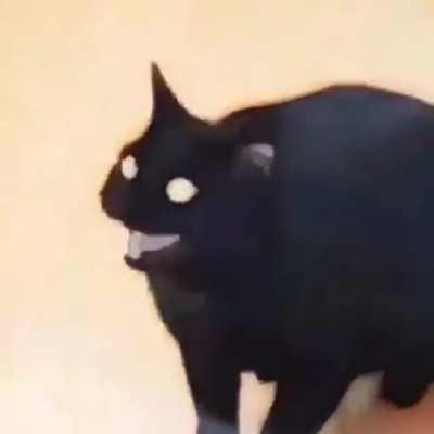 cursed_cat
