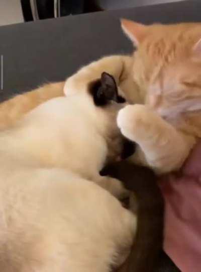 Today I saw what true love is