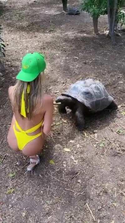 Feeding a turtle