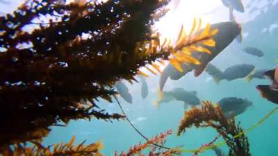 Beneath the Zebra Perch of Laguna Beach. 