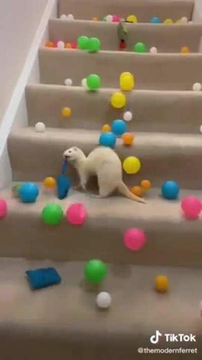 This deaf ferret has the cutest surprise face