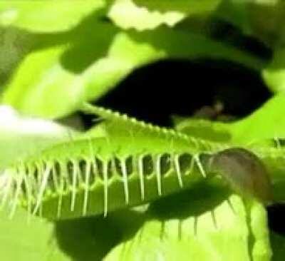 Just going to crawl into a venus fly trap.