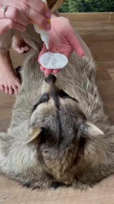 Cleaning the raccoon