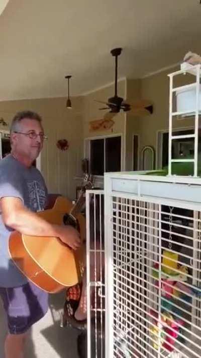 This guy has taught his parrot to sing while he plays on his guitar