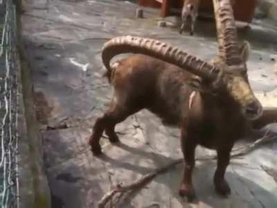 Thanks i hate butt scratching goat