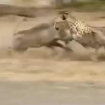 Warthog plays the uno reverse card