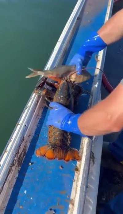 Sorry for the incovenience *give it food*