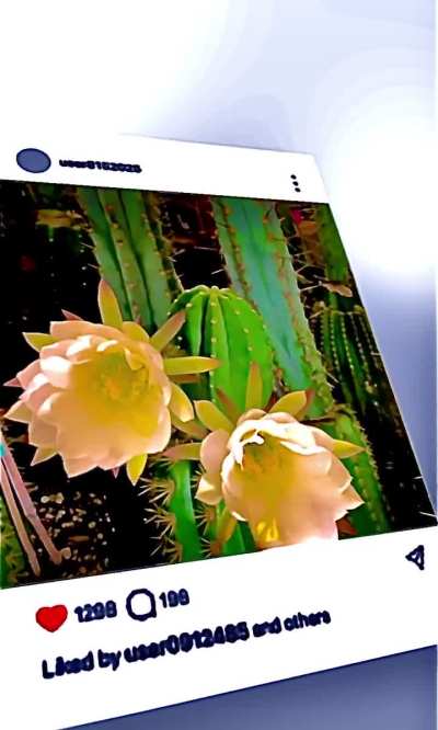 Timelapse of my latest bloom!