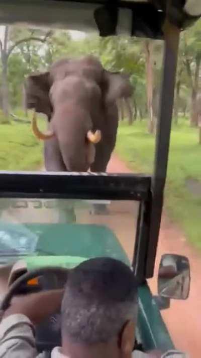 Elephant chasing Safari Vehicle