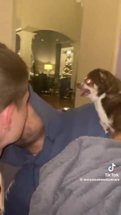 I think my dog is homophobic 