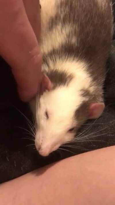 Lucifer needing some comforting after losing a wrestling match with his brothers.