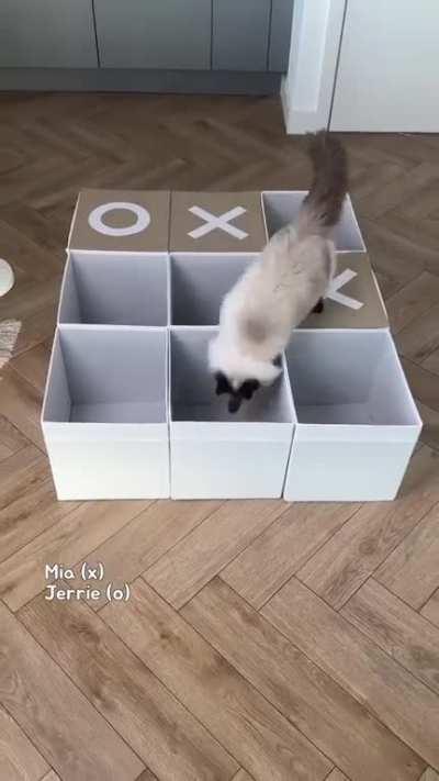 Cats play Tic-Tac-Toe game ð±ð±ð¾